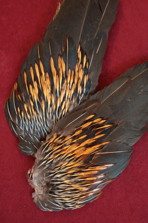 <jungle cock wings>